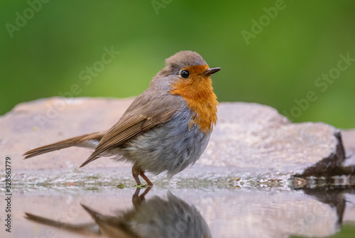 European Robin - Erithacus rubecula, beautiful red breasted perching bird from European gardens and woodlands, Hortobagy, Hungary.