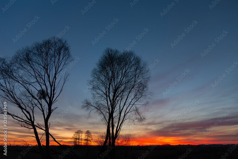 Black silhouettes of trees against the sky and clouds during sunset, beauty evening view Black silhouettes of trees against the sky and clouds during sunset, beauty evening view
