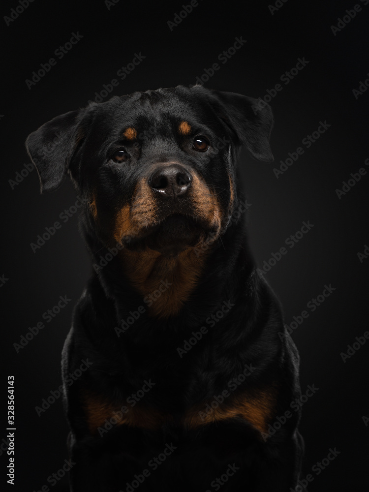 Portrait of a dog in the studio. Rottweiler on a black background. photo Pet for advertising. Portrait of a dog in the studio. Rottweiler on a black background. photo Pet for advertising.