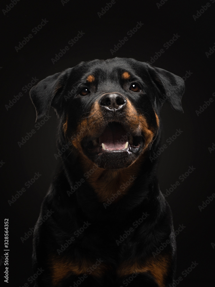Portrait of a dog in the studio. Rottweiler on a black background. photo Pet for advertising.