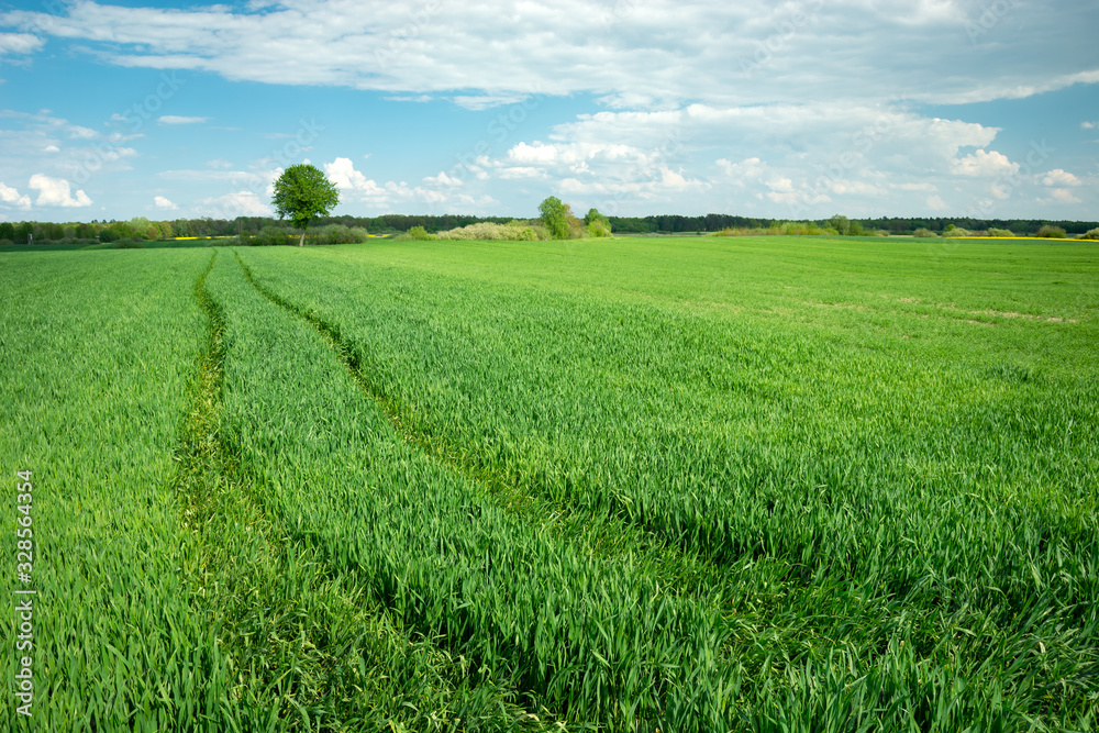 Traces of a tractor in the green grain, view on a sunny day