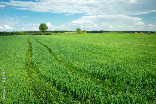 Traces of a tractor in the green grain, view on a sunny day