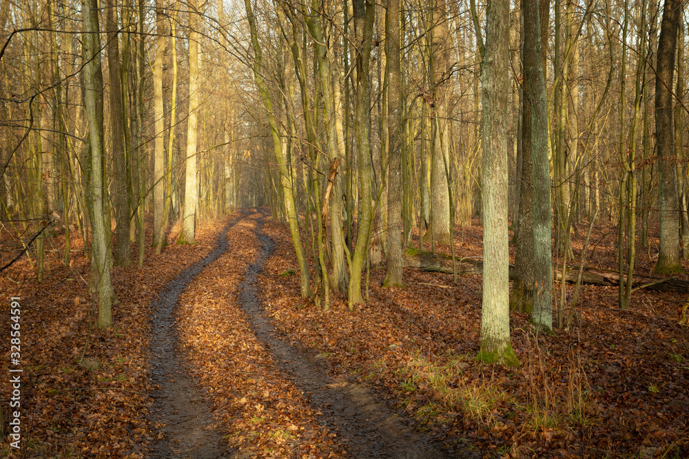 Fototapeta premium Traces of wheels in the autumn forest, view on a sunny day