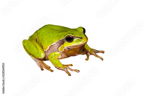 European tree frog (Hyla arborea / Rana arborea) against white background