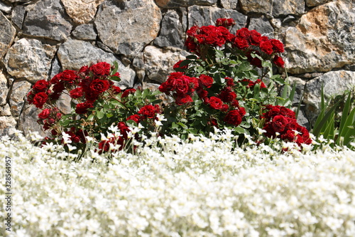 Bush of red roses in front of a white-flowered cerastium meadow. In the background stone wall in a Mediterranean garden of Liguria. photo
