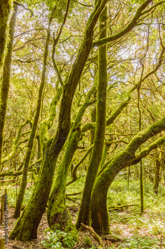 Fototapeta Naklejka Na Ścianę i Meble -  Monteverde Canary Island Fayal Brezal Are Beech Morella faya and heather Erica arborea, covered with moss and lichen in Garajonay National Park. April 15, 2019. La Gomera