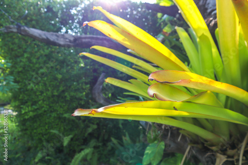 The leaves of the bush in the back light, Green nature background, Spring background