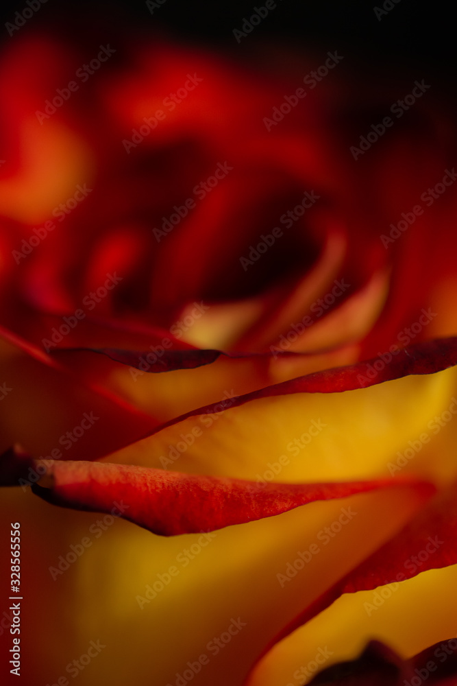Rose Rose