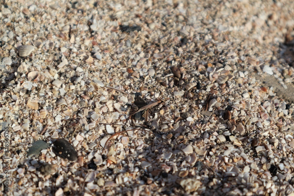 shells on beach shells on beach