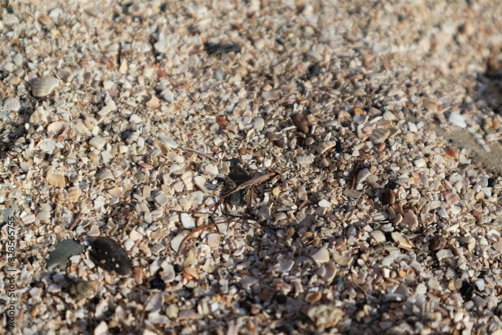 shells on beach