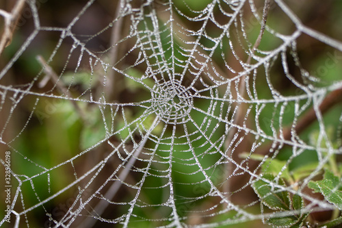 close up of a spider web with frost in winter