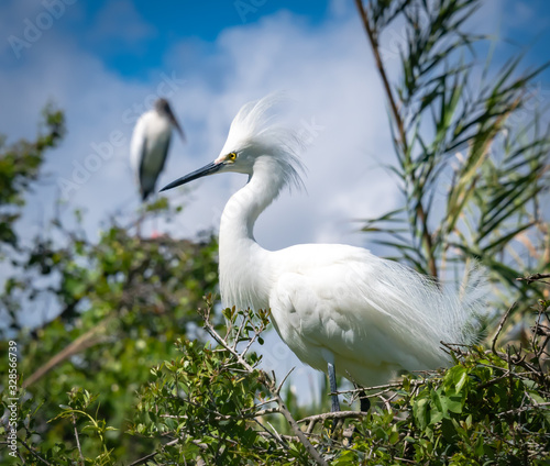 Snowy Egret in breeding plumage in rookery in St. Augustine Florida.