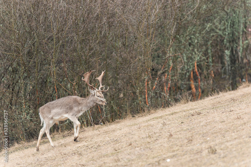 deer and roe deer in the pasture