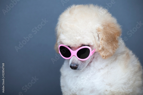 image of dog sunglasses dark background © jonicartoon