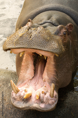hippopotamus yawns in zoo © V. Kless-Kaminskaia