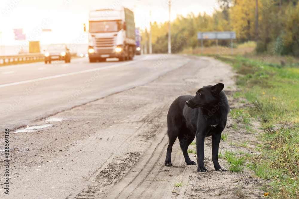 Waiting Sad Lonely Stray black Dog on the road, highway with cars Stock ...
