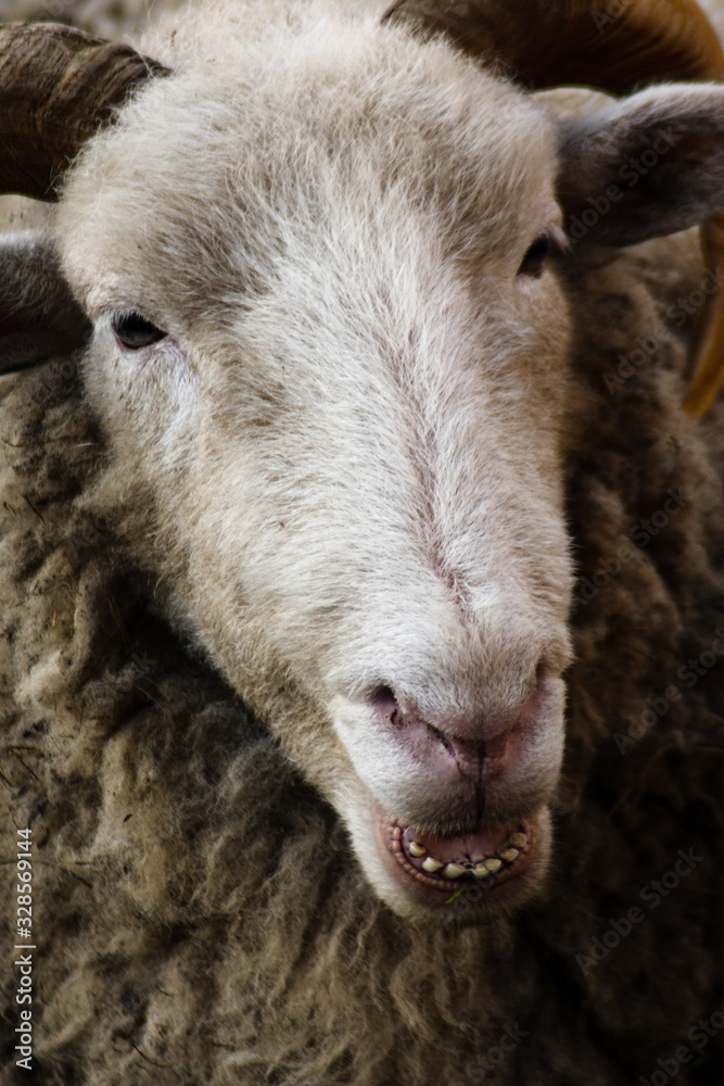 goat portrait close up goat portrait close up