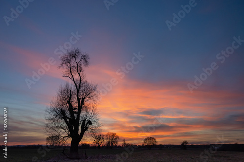 Black silhouette of a tree without leaves  colorful clouds on a sky after sunset