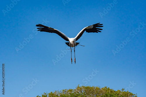 Wood Stork flying over nest site with branch for nest in St. Augustine Florida.