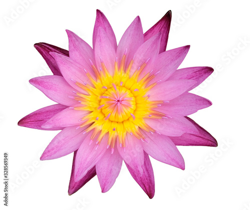 pink waterlily isolated on white background with clipping mask or selection path