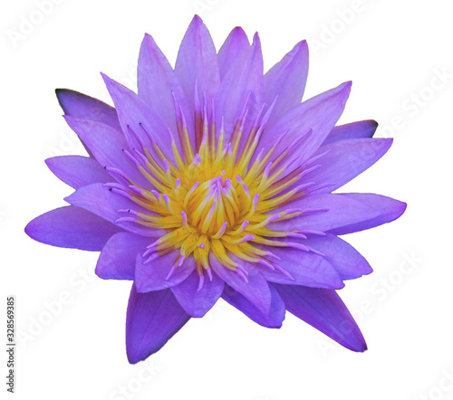 purple waterlily isolated on white background with clipping mask or selection path