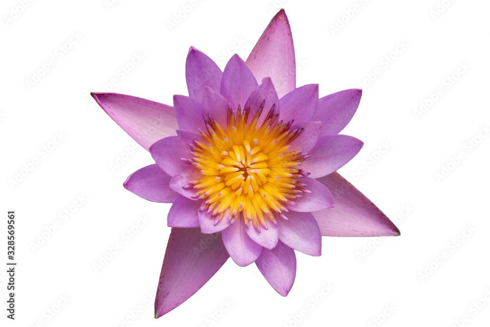 pink waterlily isolated on white background with clipping mask or selection path