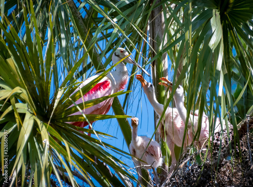 Tablou canvas Roseate Spoonbill and chicks in tree palms nesting site in Florida wetlands