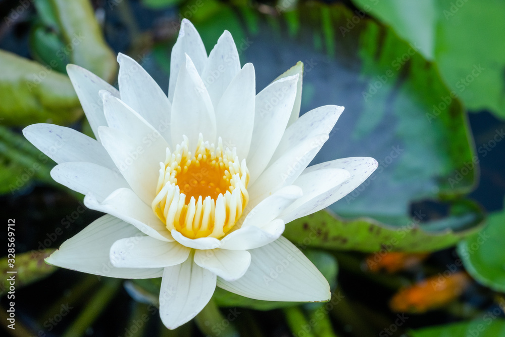 white waterlily with fresh green leaf in pond white waterlily with fresh green leaf in pond