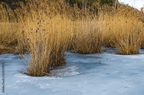 Reeds at the shore of the lake. Cold winter evening. © Ivan