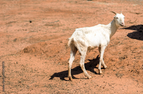 funny face of goat sitting on dry grass at farm