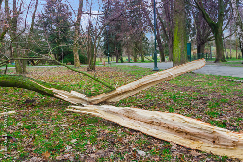Tablou canvas A tree fallen in a park during a gale extreme weather