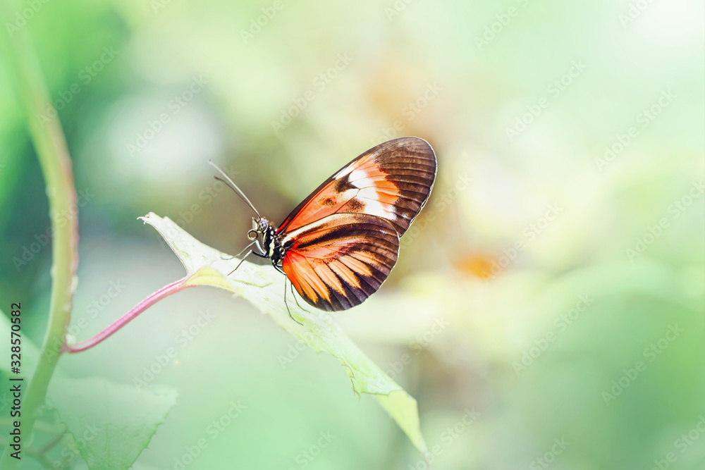 Obraz premium Closeup macro of Heliconius melpomene butterfly. Wild red orange insect animal sitting on green leaf in a garden park outside. Common postman butterfly species in natural habitat.