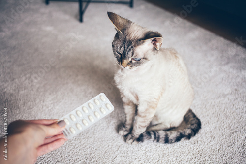 Cuadro en lienzo Devon Rex cat needs to take some medicine