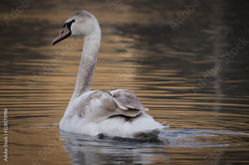 swan on lake