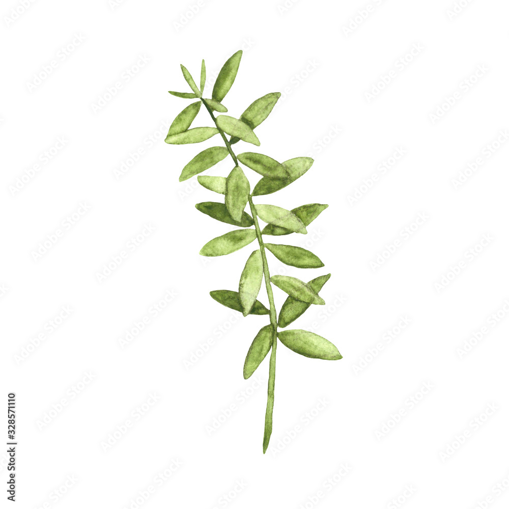 Watercolor illustration of a thin green plant with meaty leaves. Hand drawn painting Watercolor illustration of a thin green plant with meaty leaves. Hand drawn painting
