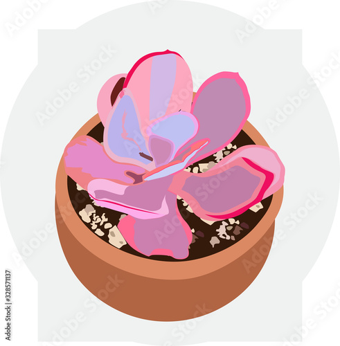 Echeveria elegans ornamental plants