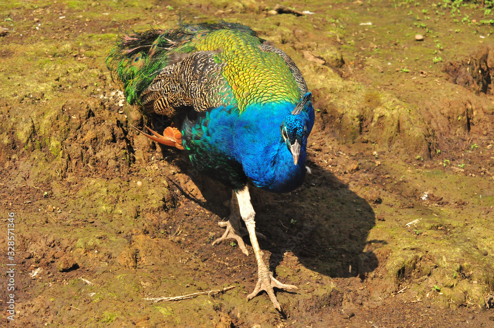 Fototapeta premium A peacock