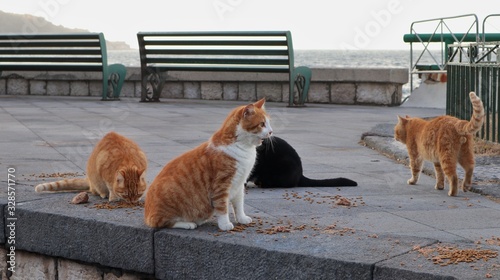 Obraz na płótnie Sorrento - Gatti del porto w salonie