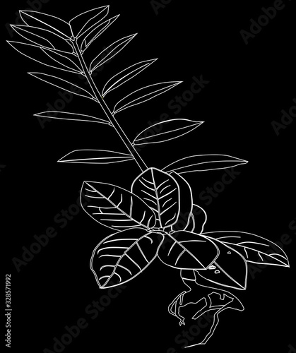 Zamioculcas ornamental plant illustration images02