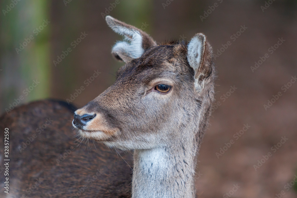 Fototapeta premium Dama dama - European Fallow Deer has beautiful antlers and lies in the setting sun in the woods among the trees