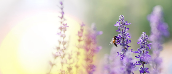 Honey bee pollinating working on purple - blue flowers of Blue Salvia or mealy sage the ornamental flower plant in summer garden nature background, panoramic view with copy space for banner.