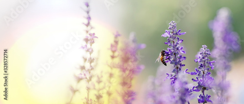 Honey bee pollinating working on purple - blue flowers of Blue Salvia or mealy sage the ornamental flower plant in summer garden nature background, panoramic view with copy space for banner.