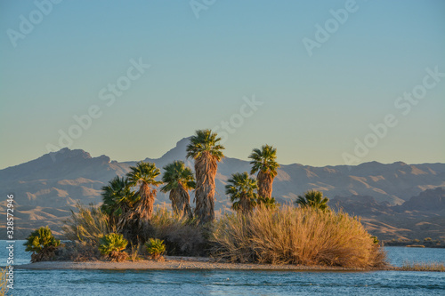 Barbecue and Picnic Table under a shade canopy and Palm Trees in Rotary Community Park, Lake Havasu, Mohave County, Arizona USA