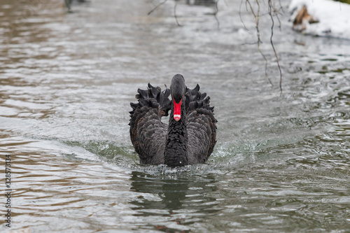 Black swan in winter on frozen pond. She is wearing water drops.