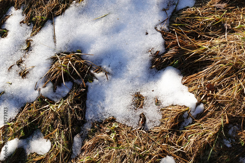 The snow is almost gone. Through the thaw of snow dry grass is visible. Early spring