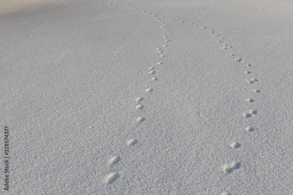 Abstract white background with animal footprints in the snow. Paw print of a wild or domestic animal on white snow in winter. Abstract white background with animal footprints in the snow. Paw print of a wild or domestic animal on white snow in winter.