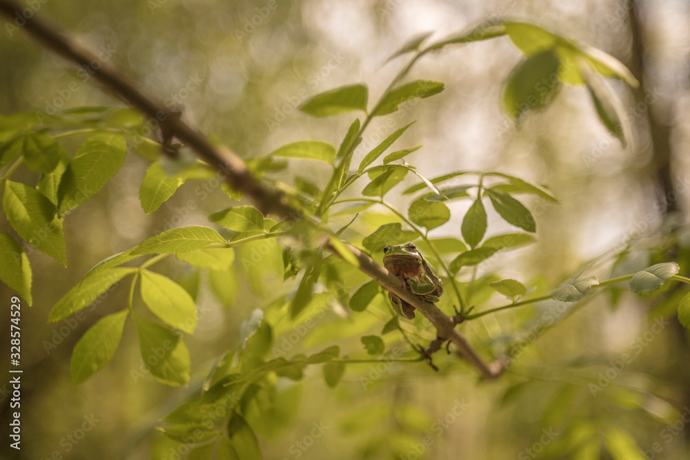 Hyla arborea Green Tree Frog sitting on a tree with green background and beautiful bokeh Hyla arborea Green Tree Frog sitting on a tree with green background and beautiful bokeh