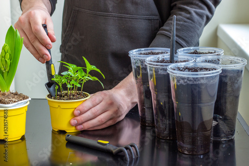 Male hands transplant plants grown from seed into a larger container of earth. Picking seedlings in plastic pots