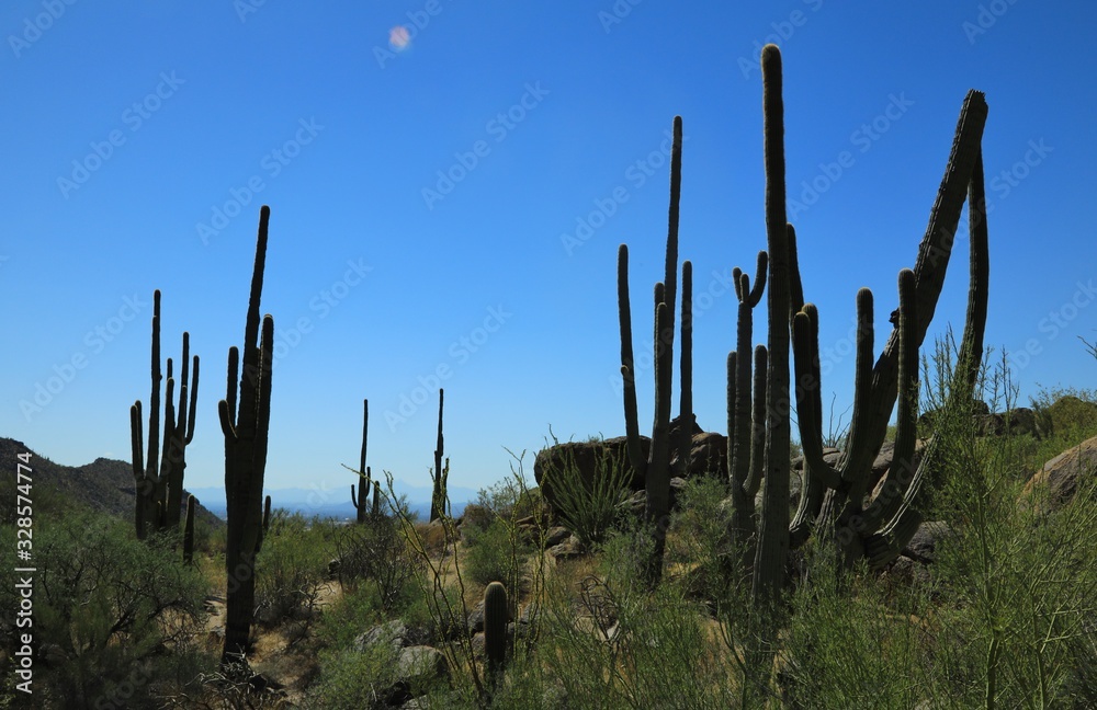 Silhouette of cactuses in the desert