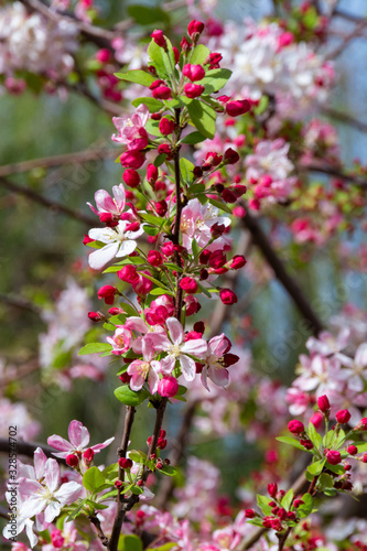 Pink and white crabapple blossoms opening from red buds with bokeh background.